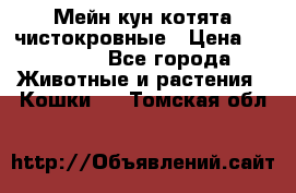 Мейн-кун котята чистокровные › Цена ­ 25 000 - Все города Животные и растения » Кошки   . Томская обл.